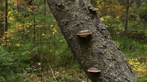 Attēlu rezultāti vaicājumam “Phellinus populicola”