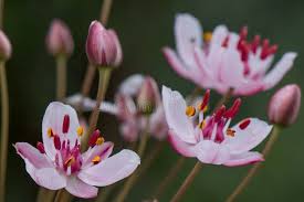 Attēlu rezultāti vaicājumam “Butomaceae”
