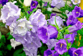Image result for Campanula medium