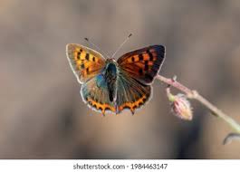 Attēlu rezultāti vaicājumam “Lycaeniinae”