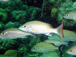 Image result for Lutjanus mahogoni