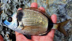 Image result for Diplodus vulgaris