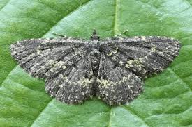 Attēlu rezultāti vaicājumam “Parascotia fuliginaria”