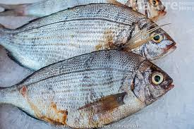 Image result for Abramis brama