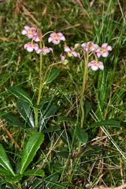 Attēlu rezultāti vaicājumam “Chimaphila umbellata fruit”