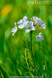 Attēlu rezultāti vaicājumam “Cardamine pratensis flower”