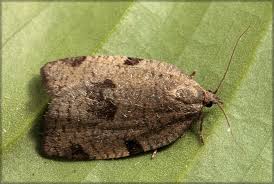 Attēlu rezultāti vaicājumam “Lozotaenia forsterana”