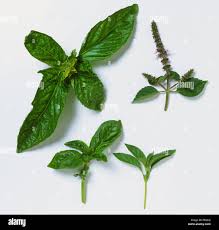 Attēlu rezultāti vaicājumam “Ocimum basilicum leaf”