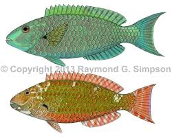 Image result for Scarus trispinosus