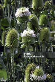 Image result for Dipsacus silvestris