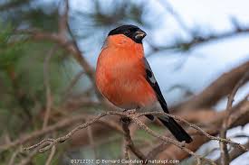 Attēlu rezultāti vaicājumam “Pyrrhula pyrrhula male”