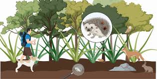 Attēlu rezultāti vaicājumam “Erinaceus sp.”