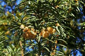 Attēlu rezultāti vaicājumam “Taxus baccata male flower”