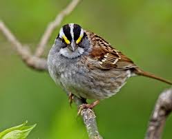 Image result for Zonotrichia albicollis