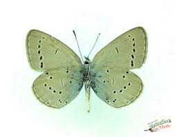 Attēlu rezultāti vaicājumam “Cupido minimus”