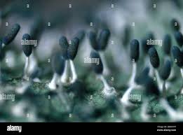 Attēlu rezultāti vaicājumam “Diachea sp.”