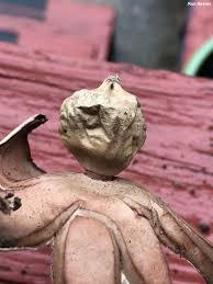 Attēlu rezultāti vaicājumam “Geastrum rufescens”