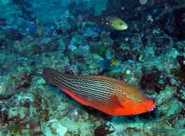 Image result for Scarus niger