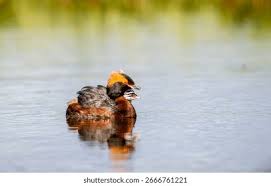 Image result for Podiceps auritus