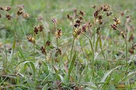 Attēlu rezultāti vaicājumam “Luzula campestris”