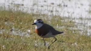 Image result for Charadrius asiaticus