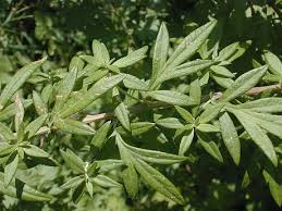 Attēlu rezultāti vaicājumam “Artemisia vulgaris leaf”