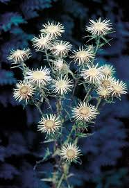 Attēlu rezultāti vaicājumam “Carlina vulgaris flower”