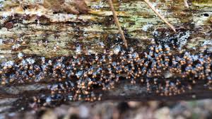 Attēlu rezultāti vaicājumam “Lycogala paraconfusum sessile”