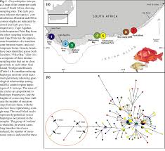 Image result for Chrysoblephus laticeps