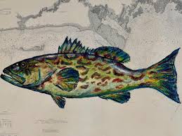 Image result for Mycteroperca microlepis