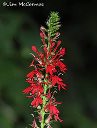 Attēlu rezultāti vaicājumam “Calystegia inflata flower”