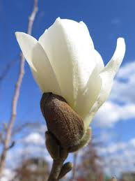 Attēlu rezultāti vaicājumam “Magnolia x loebneri flower”