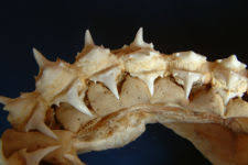 Image result for Lamna nasus