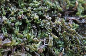 Attēlu rezultāti vaicājumam “Lophozia longidens”