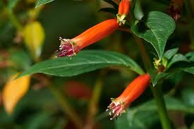 Image result for Cuphea ignea