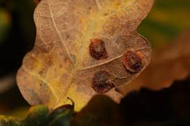 Attēlu rezultāti vaicājumam “Neuroterus quercusbaccarum”