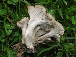 Attēlu rezultāti vaicājumam “Pseudocraterellus sinuosus”