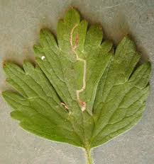 Attēlu rezultāti vaicājumam “Phytomyza ranunculi”