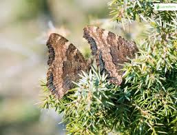 Attēlu rezultāti vaicājumam “Nymphalis polychloros upperside”