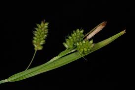 Attēlu rezultāti vaicājumam “Carex pallescens”