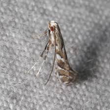 Attēlu rezultāti vaicājumam “Gracillaria syringella larva”