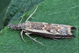 Attēlu rezultāti vaicājumam “Platytes alpinella”