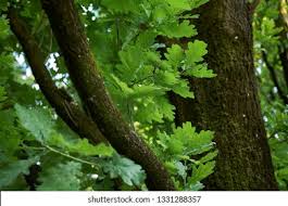 Attēlu rezultāti vaicājumam “Quercus robur Fastigiata leaf”