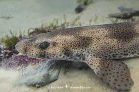 Image result for Scyliorhinus canicula