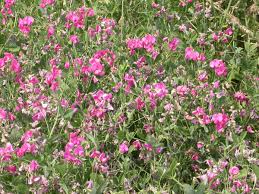 Attēlu rezultāti vaicājumam “Lathyrus tuberosus”