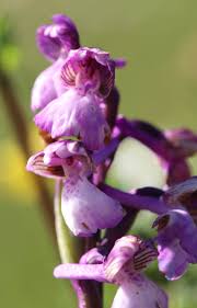 Attēlu rezultāti vaicājumam “Cirsium acaule fruit”