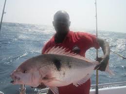 Image result for Polysteganus undulosus