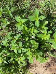 Attēlu rezultāti vaicājumam “Mentha arvensis bud”