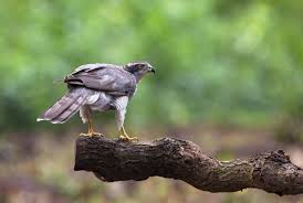 Image result for Goshawks G C