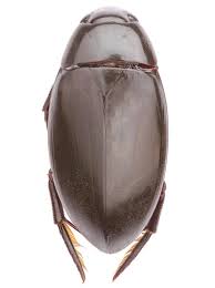 Attēlu rezultāti vaicājumam “Hydrophilidae”